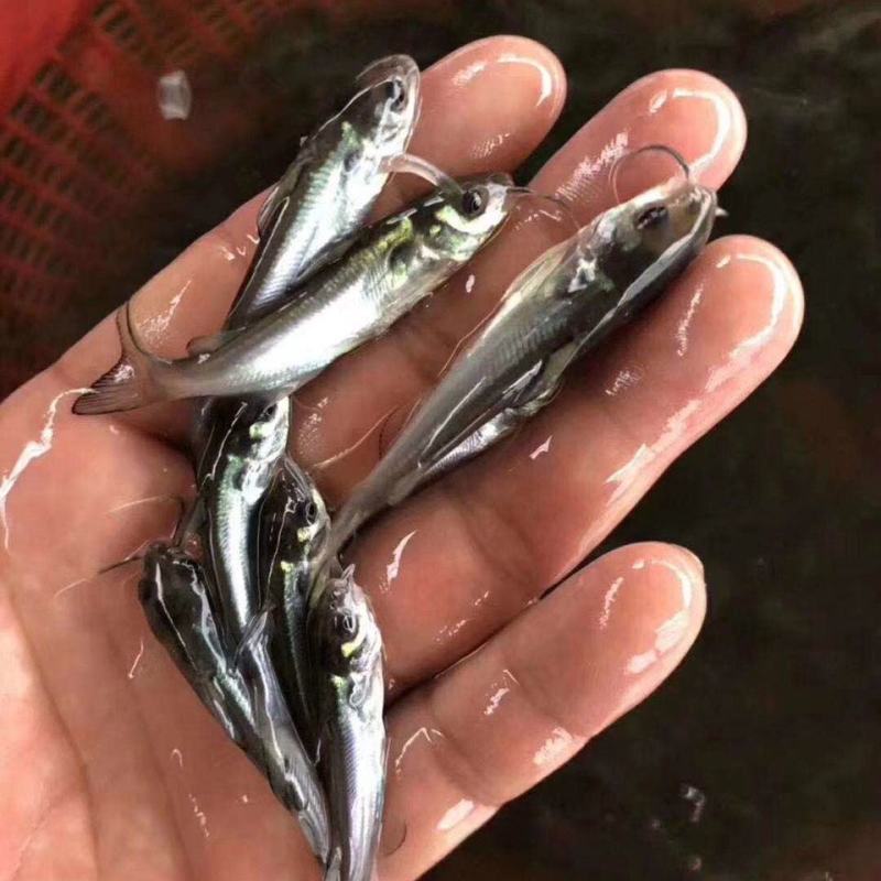 叉尾鱼苗斑点叉尾鮰鱼苗叉尾鱼叉尾鮰鱼苗鱼苗活体