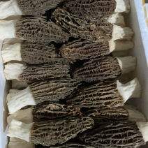 羊肚菌优质干品，无碎，好品类，不二之选！