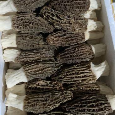 羊肚菌优质干品，无碎，好品类，不二之选！