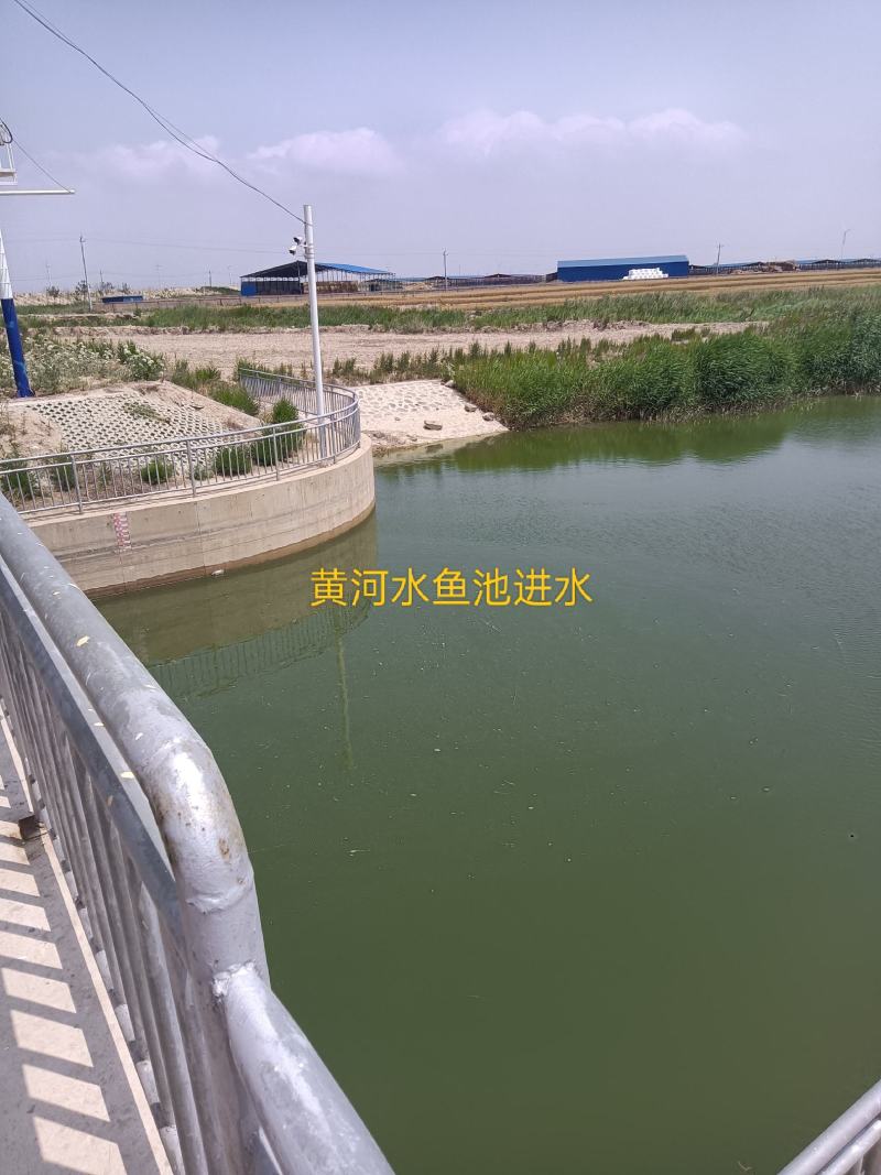 山东滨州600多亩鱼塘对外承包也可合作养殖