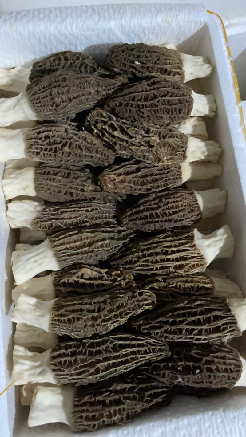 羊肚菌优质干品，无碎，好品类，不二之选！