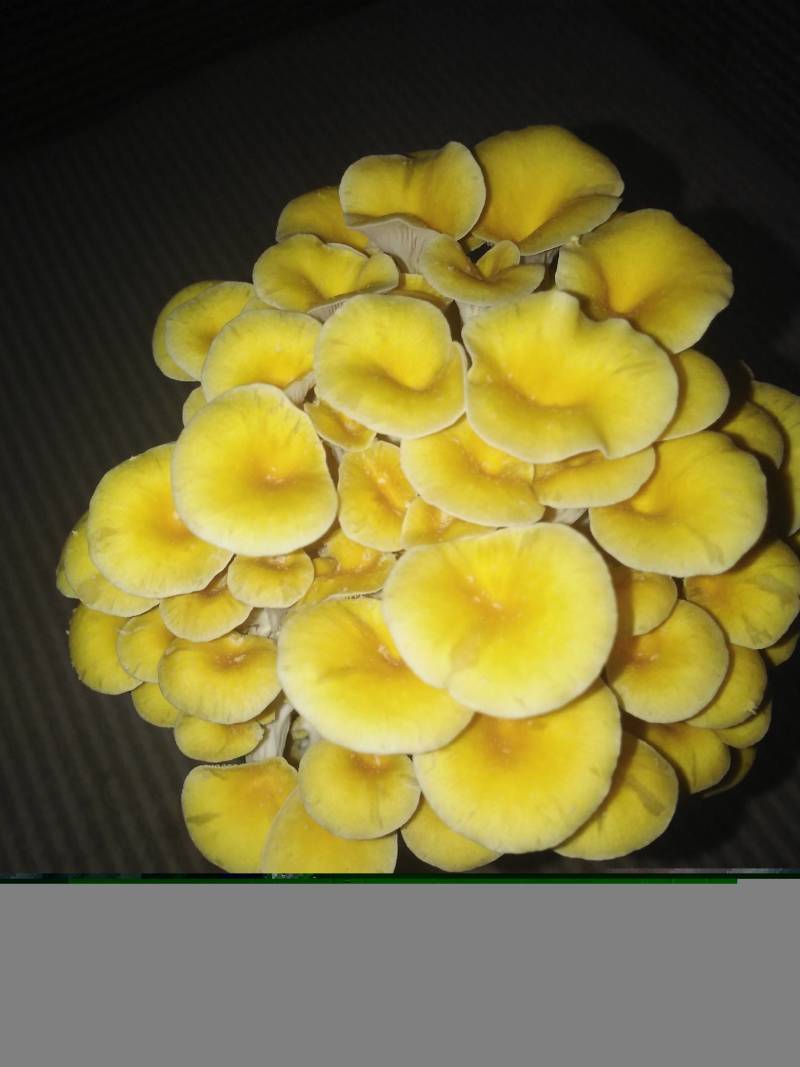 榆黄菇原种，800毫升标准原种瓶装！纯栗木屑培养基！