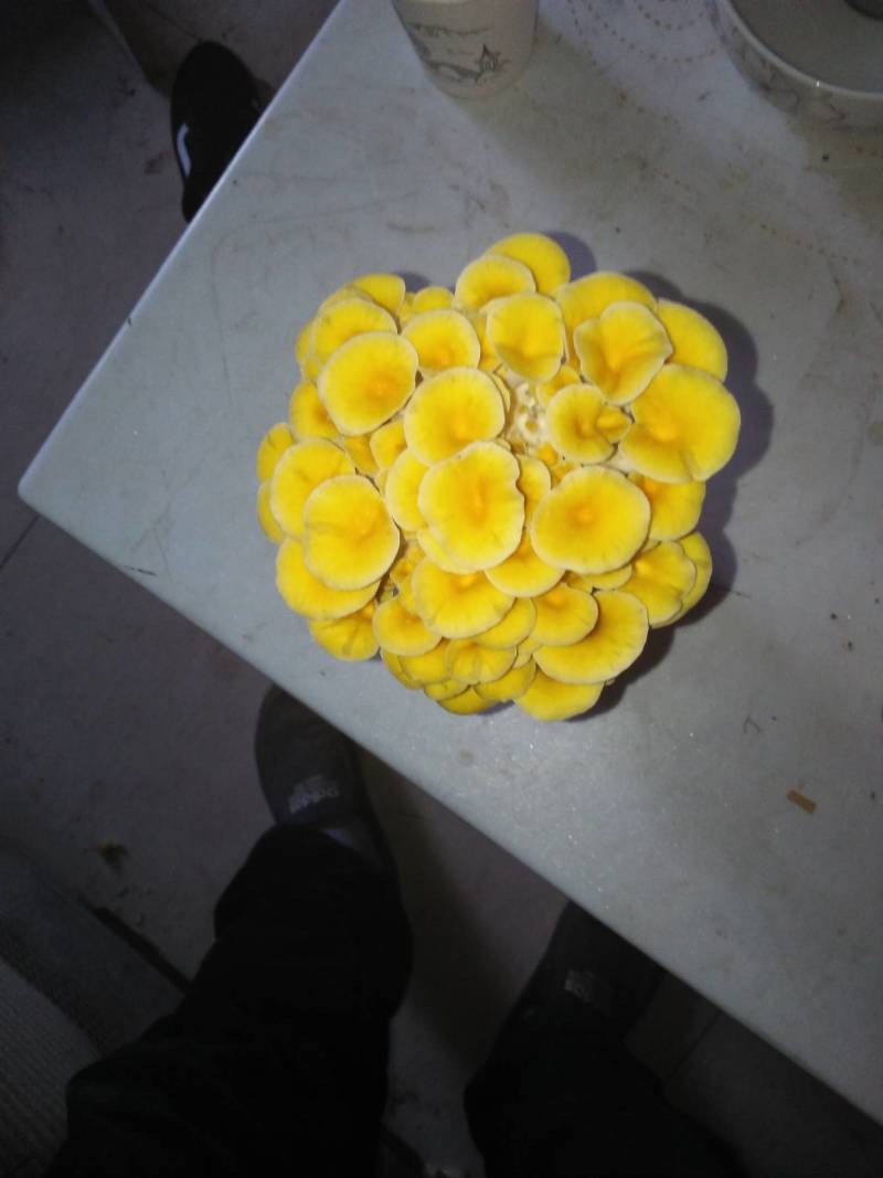 榆黄菇原种，800毫升标准原种瓶装！纯栗木屑培养基！