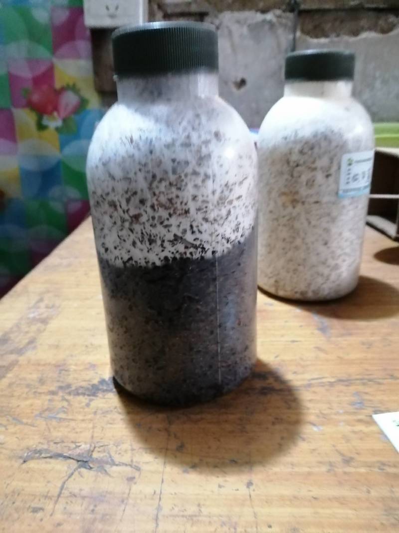榆黄菇原种，800毫升标准原种瓶装！纯栗木屑培养基！