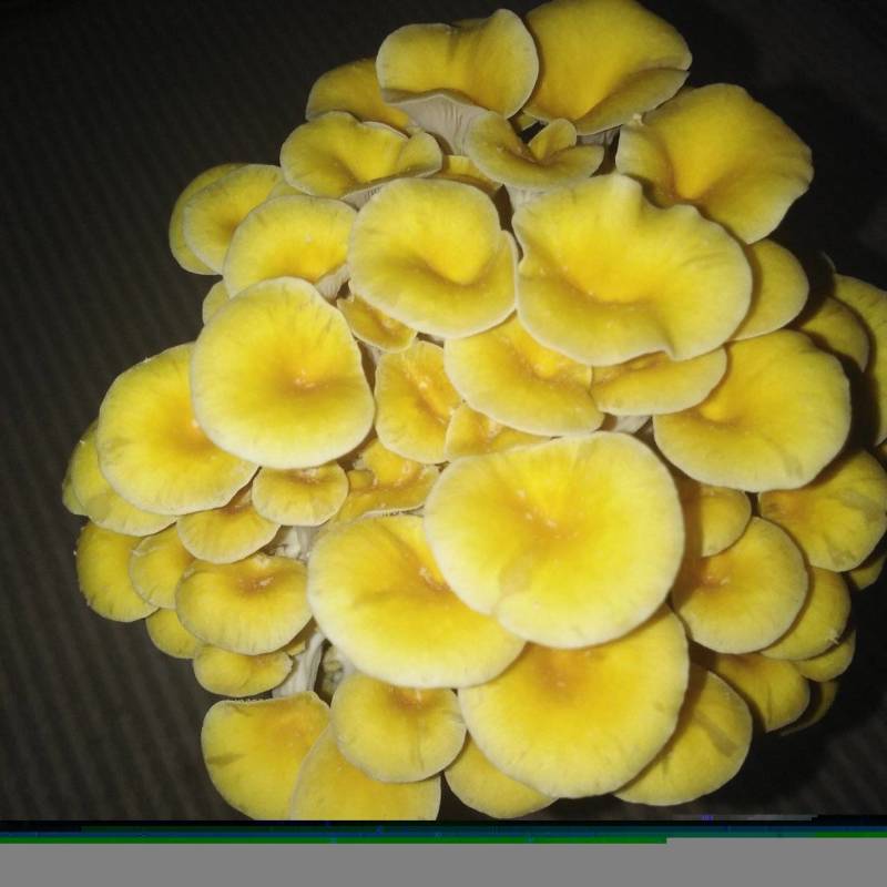 榆黄菇原种，800毫升标准原种瓶装！纯栗木屑培养基！