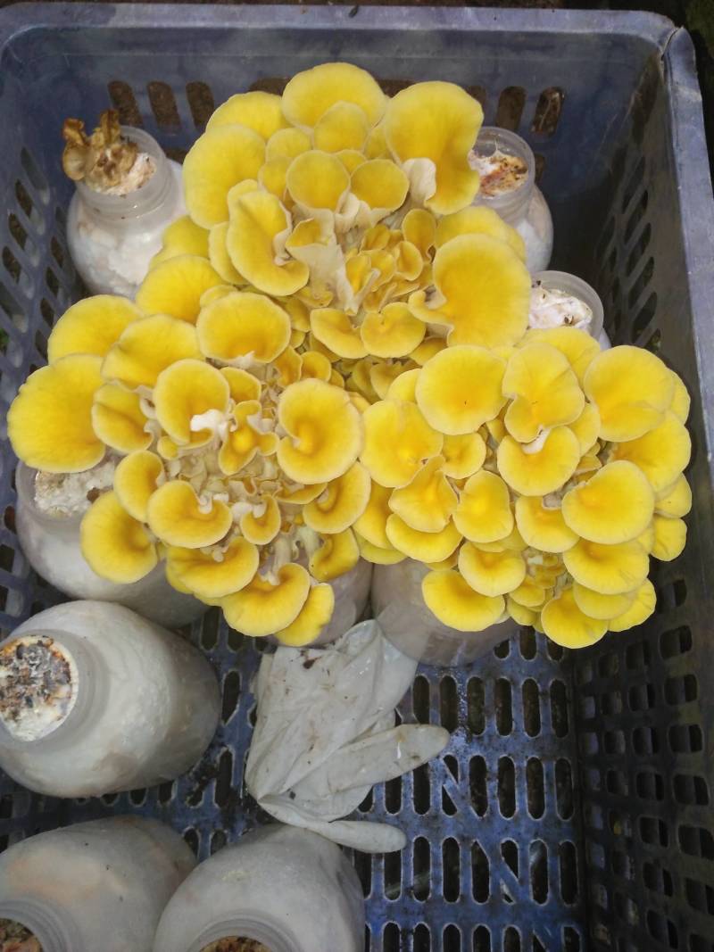 榆黄菇原种，800毫升标准原种瓶装！纯栗木屑培养基！