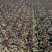 甘肃定西莴笋大量上市、无空心、正在装车发四川