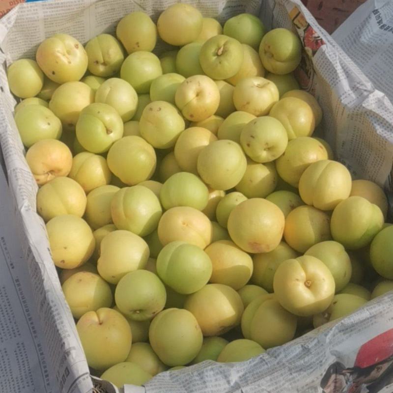 香白杏
