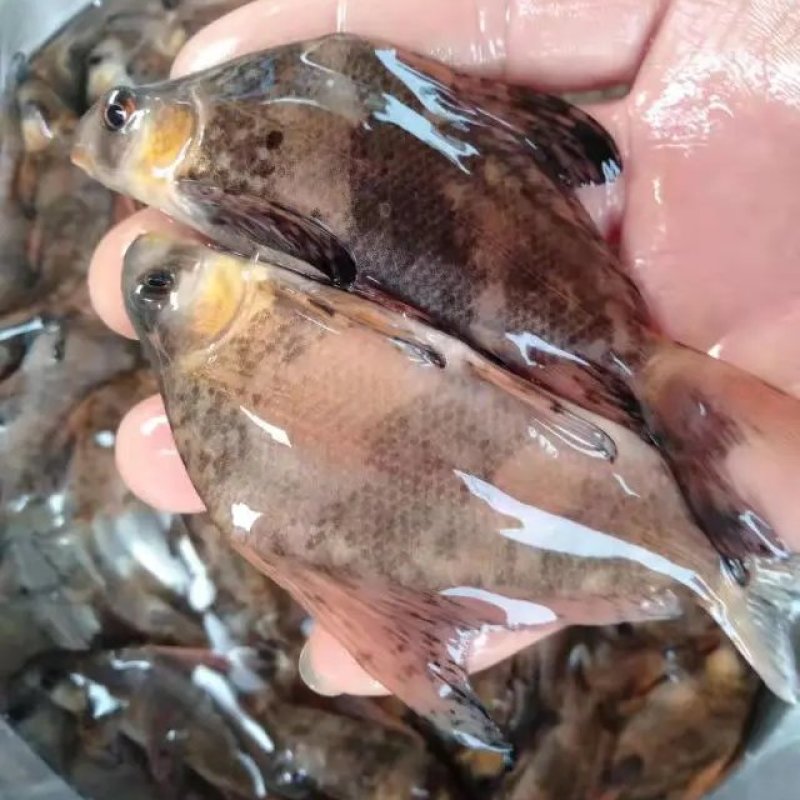 胭脂鱼苗，胭脂鱼基地各种规格都有。一手货源视频看货