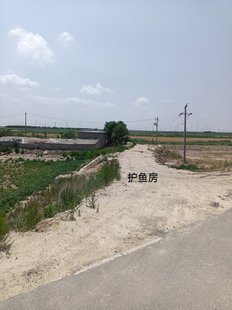 山东滨州600多亩鱼塘对外承包也可合作养殖