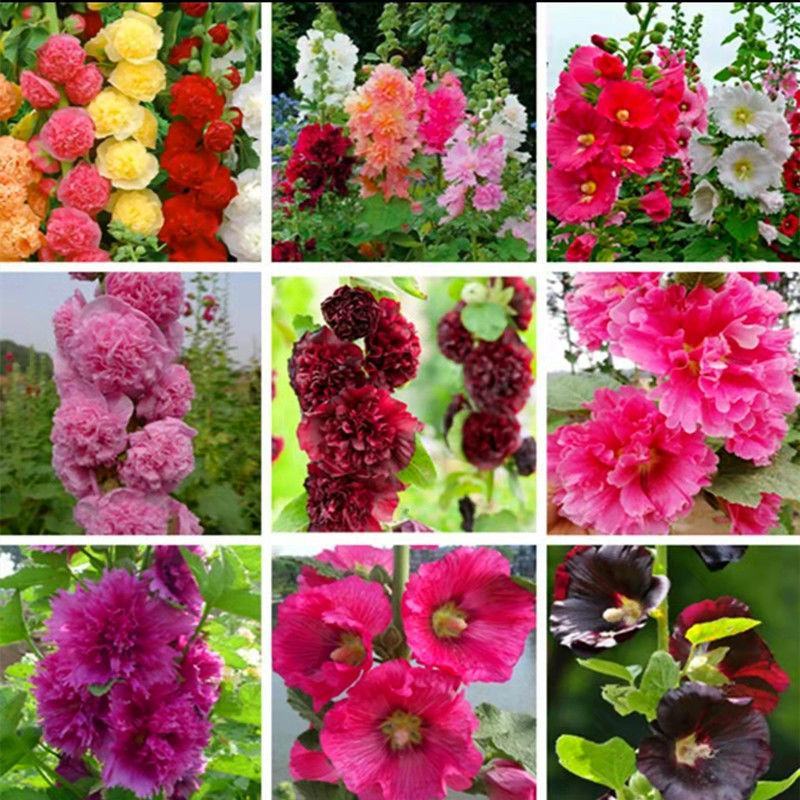 蜀葵花种子重瓣蜀葵花种子多年生一丈红种子春播四季易种易活