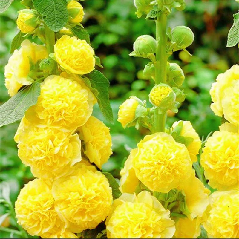 蜀葵花种子重瓣蜀葵花种子多年生一丈红种子春播四季易种易活