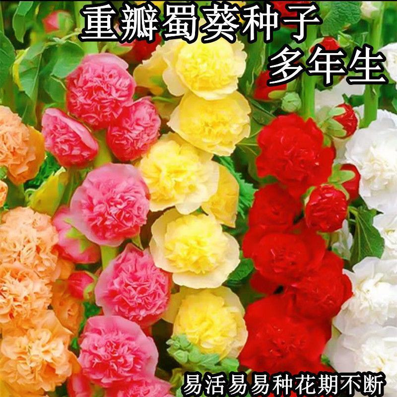 蜀葵花种子重瓣蜀葵花种子多年生一丈红种子春播四季易种易活