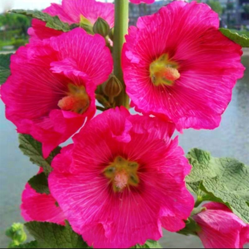 蜀葵花种子重瓣蜀葵花种子多年生一丈红种子春播四季易种易活
