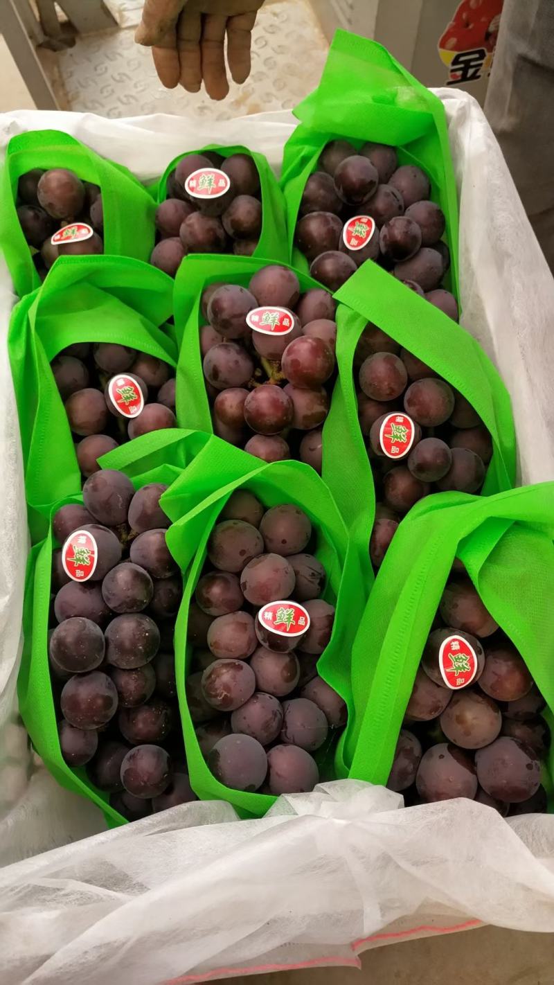 河北精品藤稔乒乓球大量上市，口感甜美，颗粒均匀。