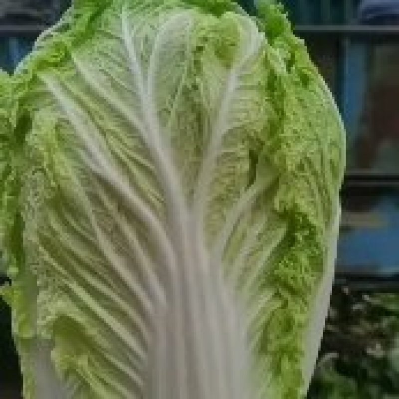 东北大白菜真好。货源充足品质保障有要的老板快联系我。。