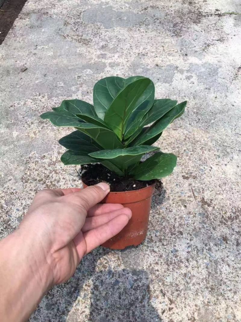 芭比榕（矮桩）基地直销精品盆栽全国一件代发物美价廉产品好