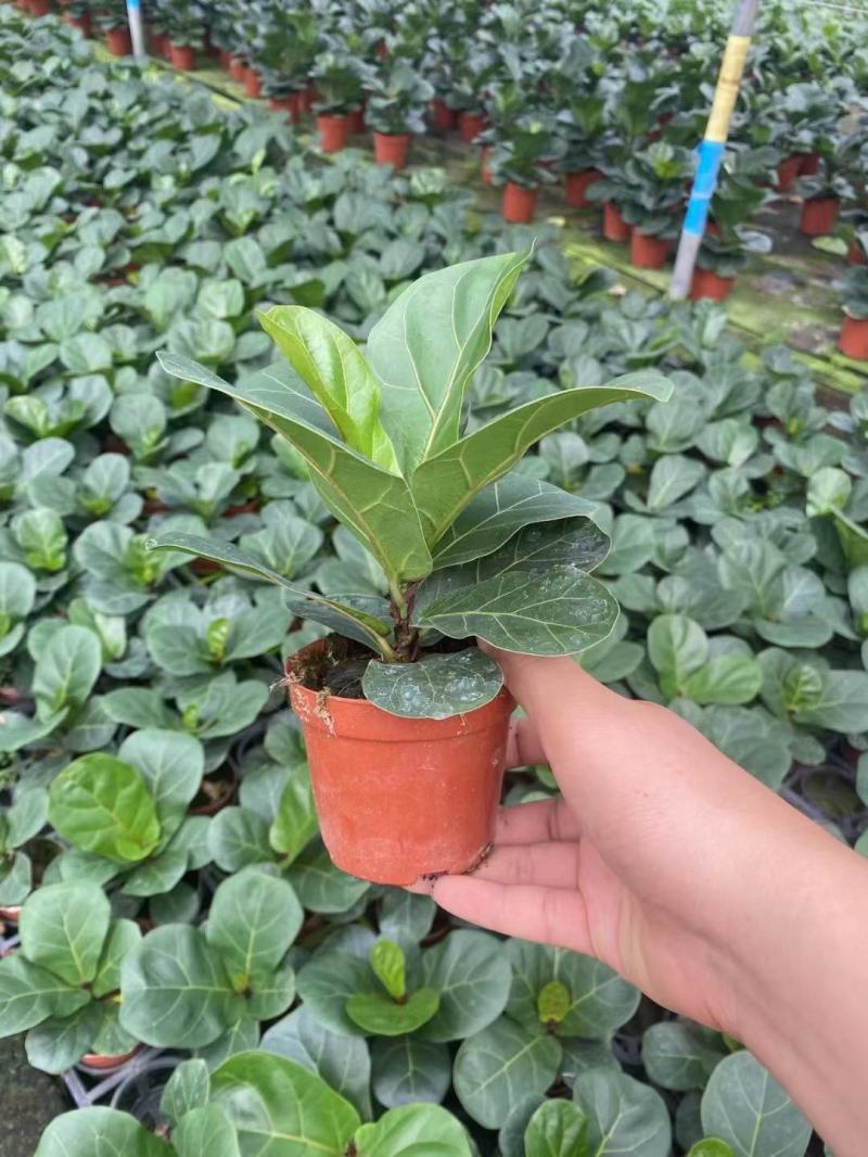芭比榕（矮桩）基地直销精品盆栽全国一件代发物美价廉产品好