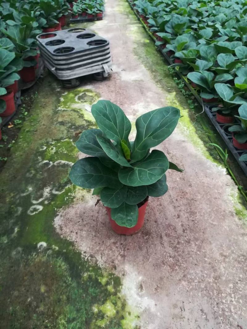 芭比榕（矮桩）基地直销精品盆栽全国一件代发物美价廉产品好