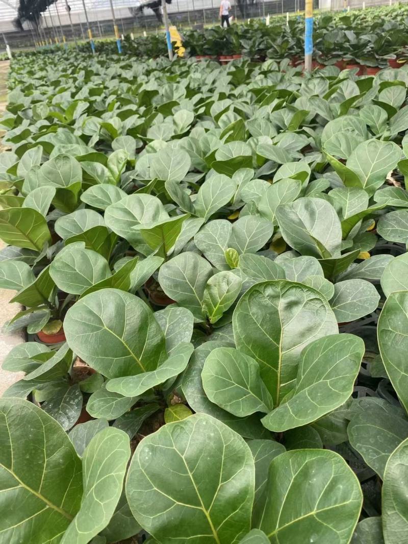 芭比榕（矮桩）基地直销精品盆栽全国一件代发物美价廉产品好