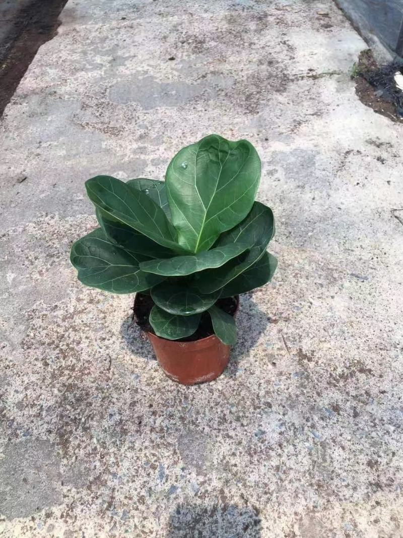芭比榕（矮桩）基地直销精品盆栽全国一件代发物美价廉产品好