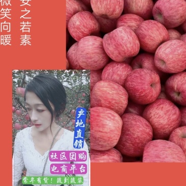 【奶油富士苹果行情】山东苹果以质量求生存以品质畅销全国
