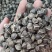 辣木籽~棵棵饱满~诚信合作~1公斤起售~