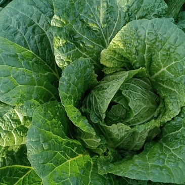 黑龙江黄心白菜6月末大量上市
