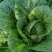 黑龙江黄心白菜6月末大量上市