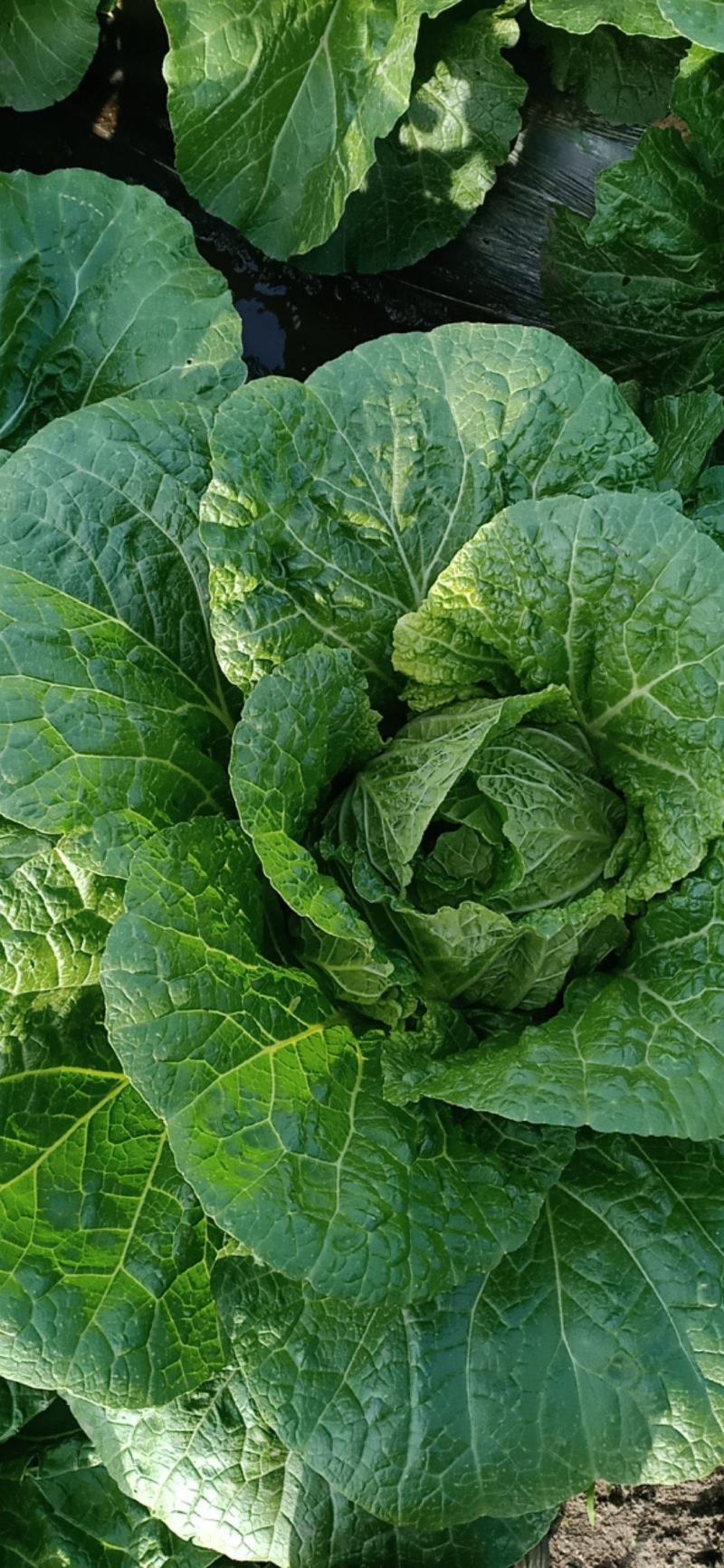 黑龙江黄心白菜6月末大量上市