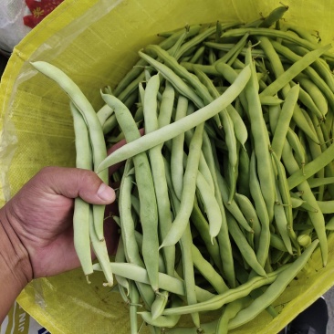 四季豆，精品白豆，个头均匀，颗粒饱满，货源充足