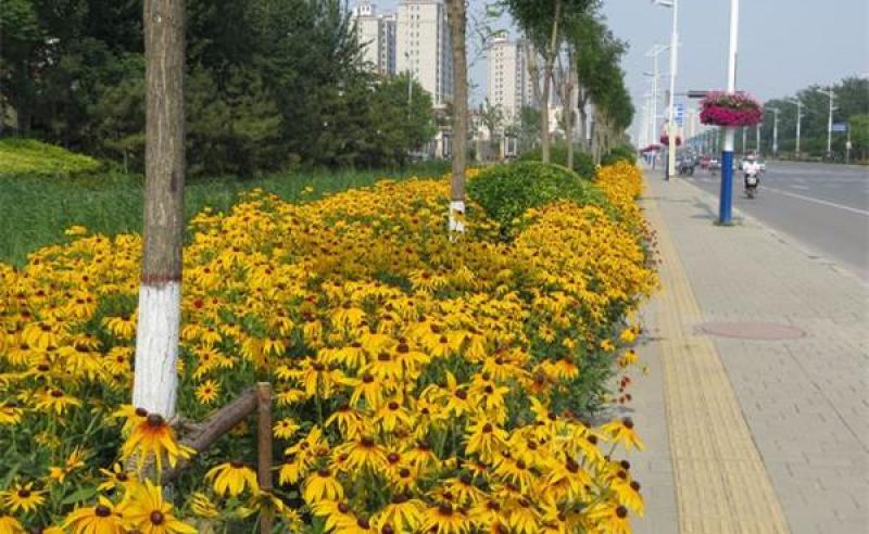 黑心菊种子菊花种子庭院阳台盆栽苗花卉植物籽易种播景观花海
