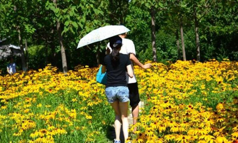 黑心菊种子菊花种子庭院阳台盆栽苗花卉植物籽易种播景观花海