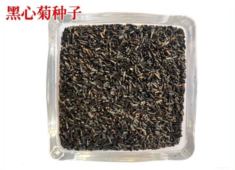 黑心菊种子菊花种子庭院阳台盆栽苗花卉植物籽易种播景观花海