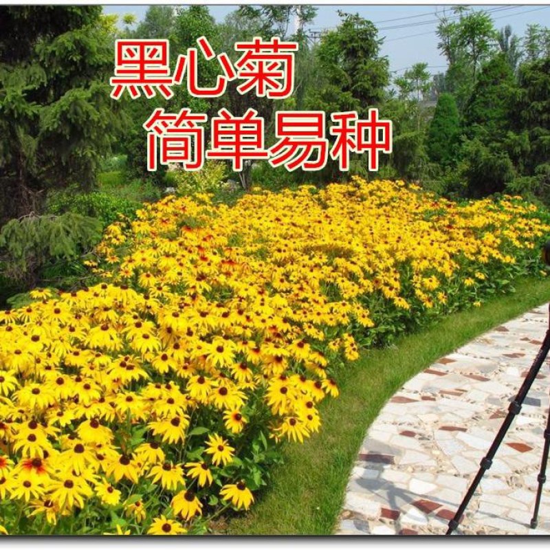 黑心菊种子菊花种子庭院阳台盆栽苗花卉植物籽易种播景观花海