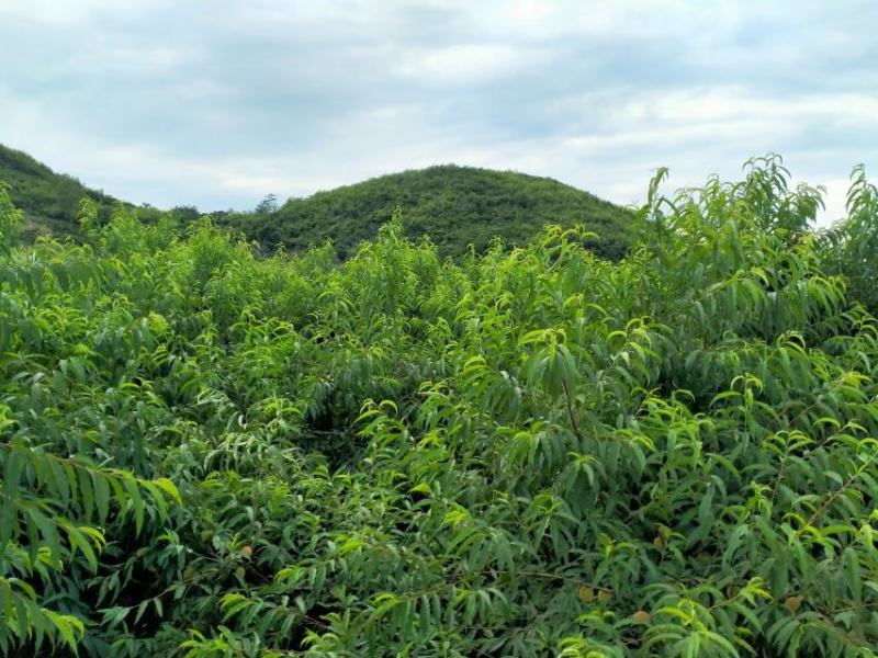 富川泽源鹰嘴桃