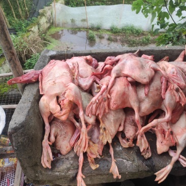 去毛，去内脏，每天都有，做快餐，喂狗，巴适得很。