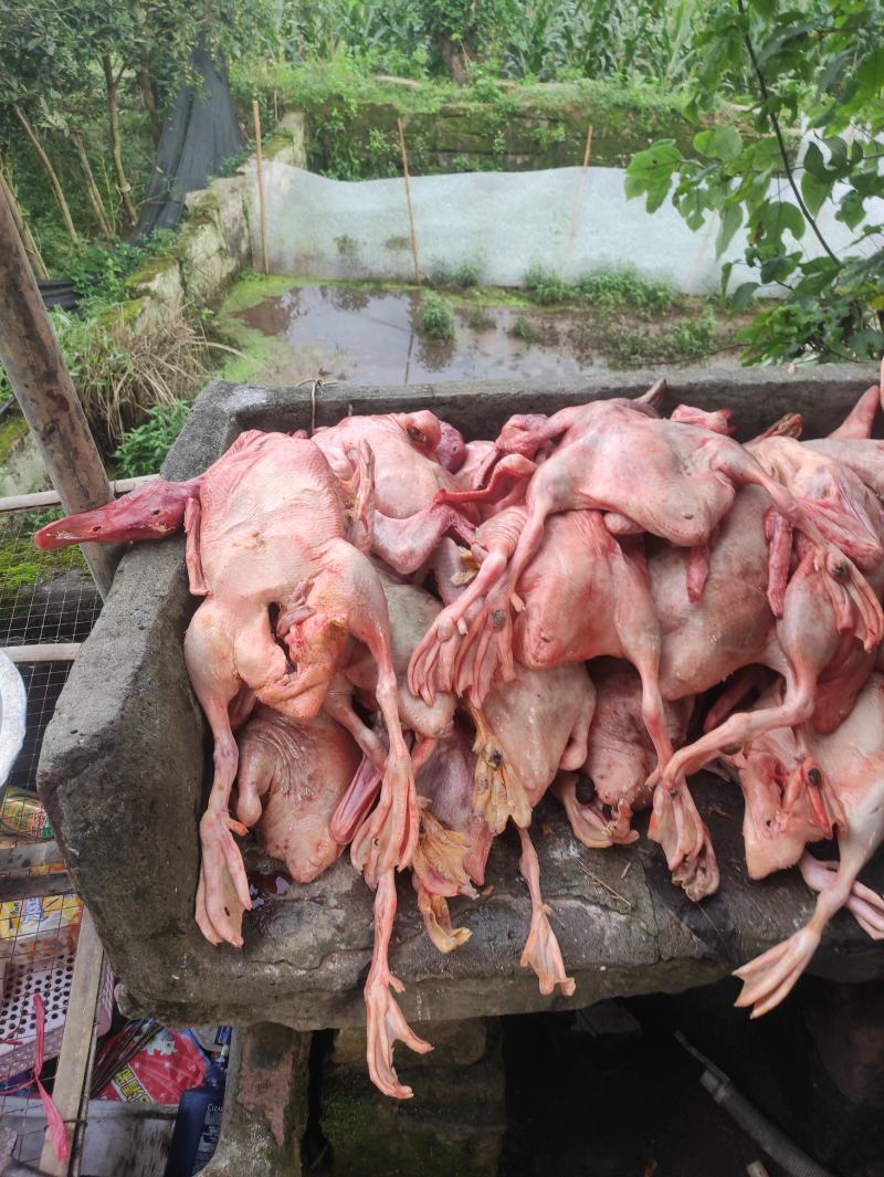 去毛，去内脏，每天都有，做快餐，喂狗，巴适得很。