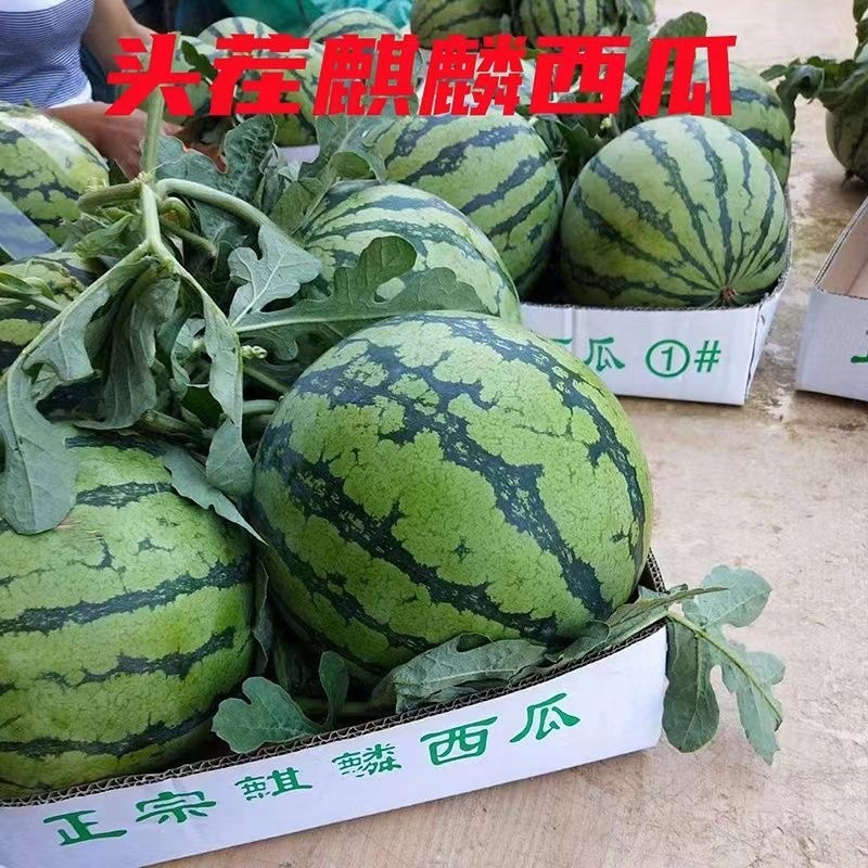 麒麟瓜基地直供一手货源品质保证诚信经营