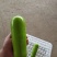瓠子，精品瓠子上市中，各种蔬菜供应，诚信第一，欢迎咨询