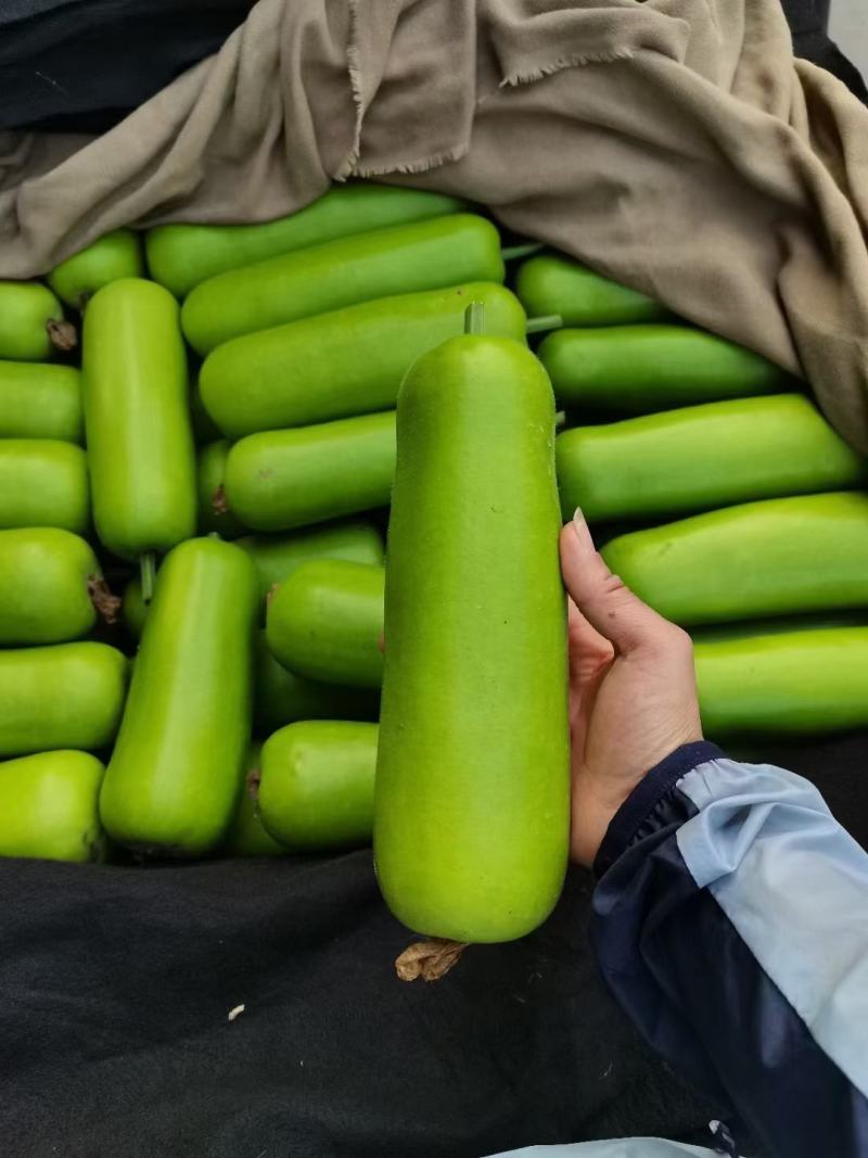 瓠子，精品瓠子上市中，各种蔬菜供应，诚信第一，欢迎咨询