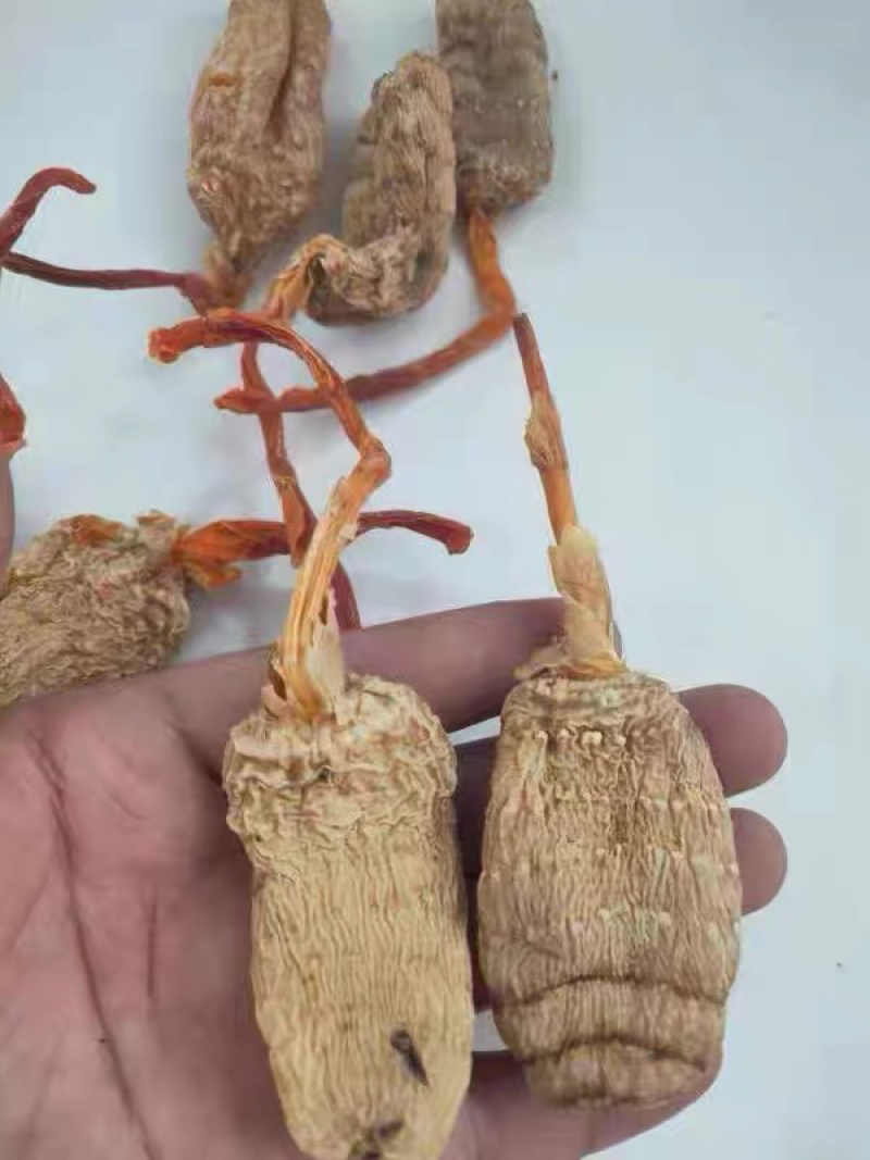 云南昭通野生纯干天麻可免费打粉切片