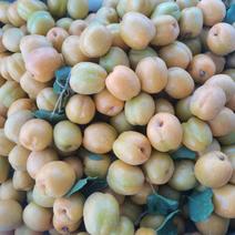 新疆喀什地区伽师县吊干杏色买提杏大量上市中