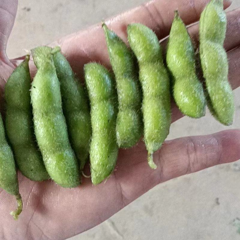 一级大毛豆