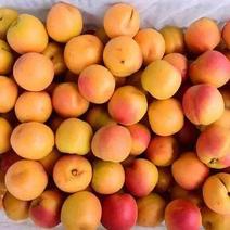 杏大量上市品种多样金太阳丰园红等量大从优视频质量