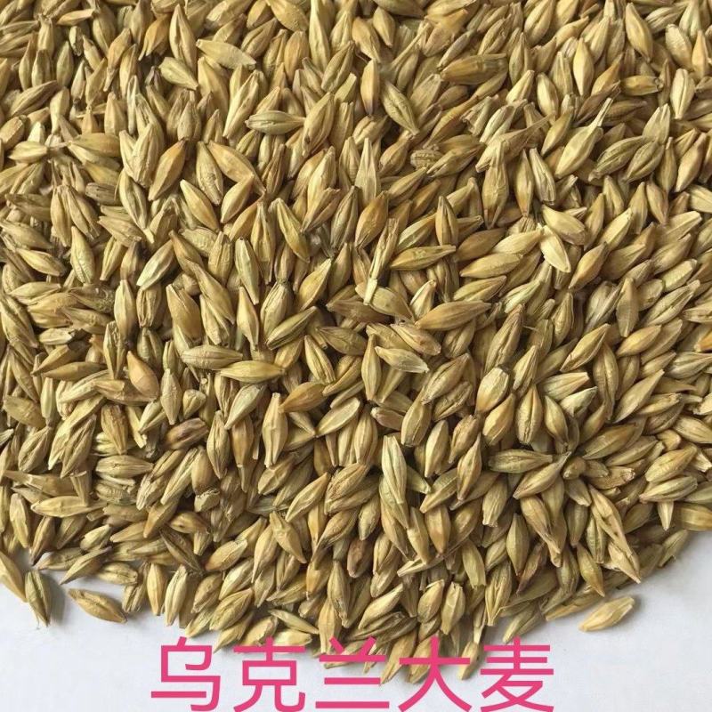 大麦，进口大麦