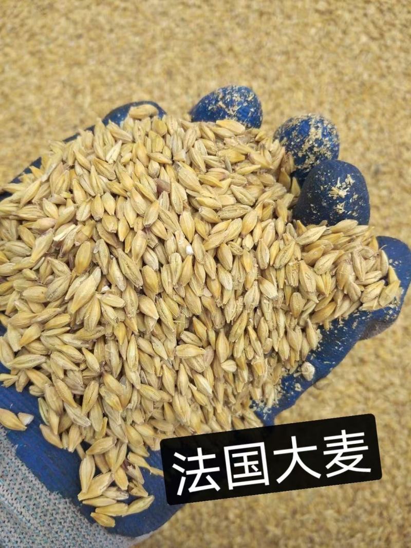 大麦，进口大麦