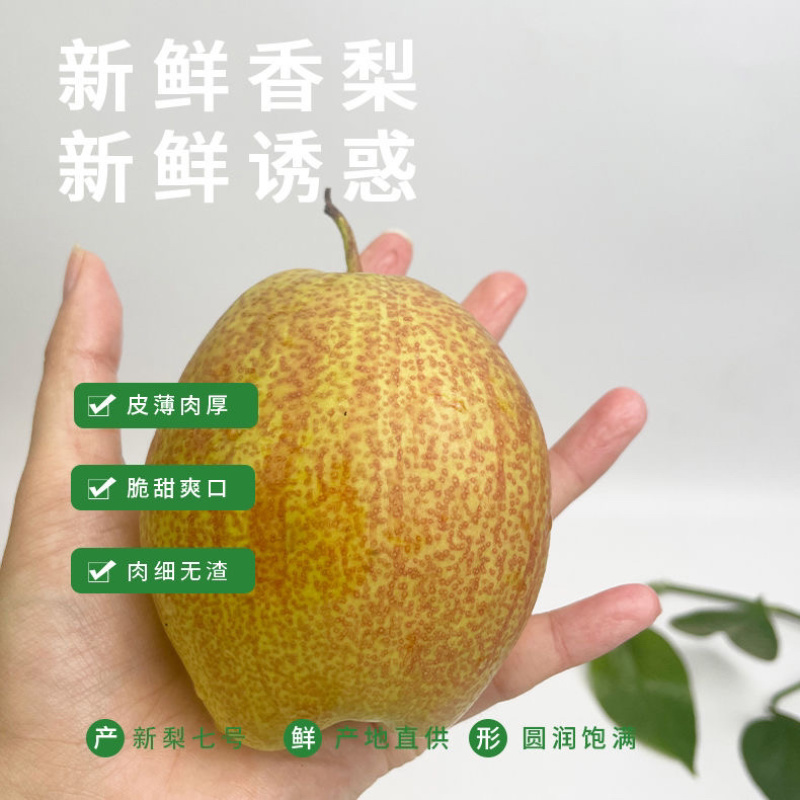 新梨七号大量上市中产区直发，对接电商市场批发社区团购