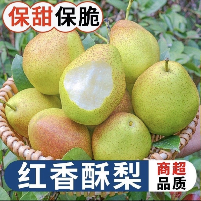 新梨七号大量上市中产区直发，对接电商市场批发社区团购