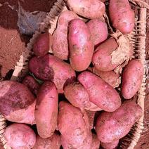 寻甸高山土豆品质保证，大量上市